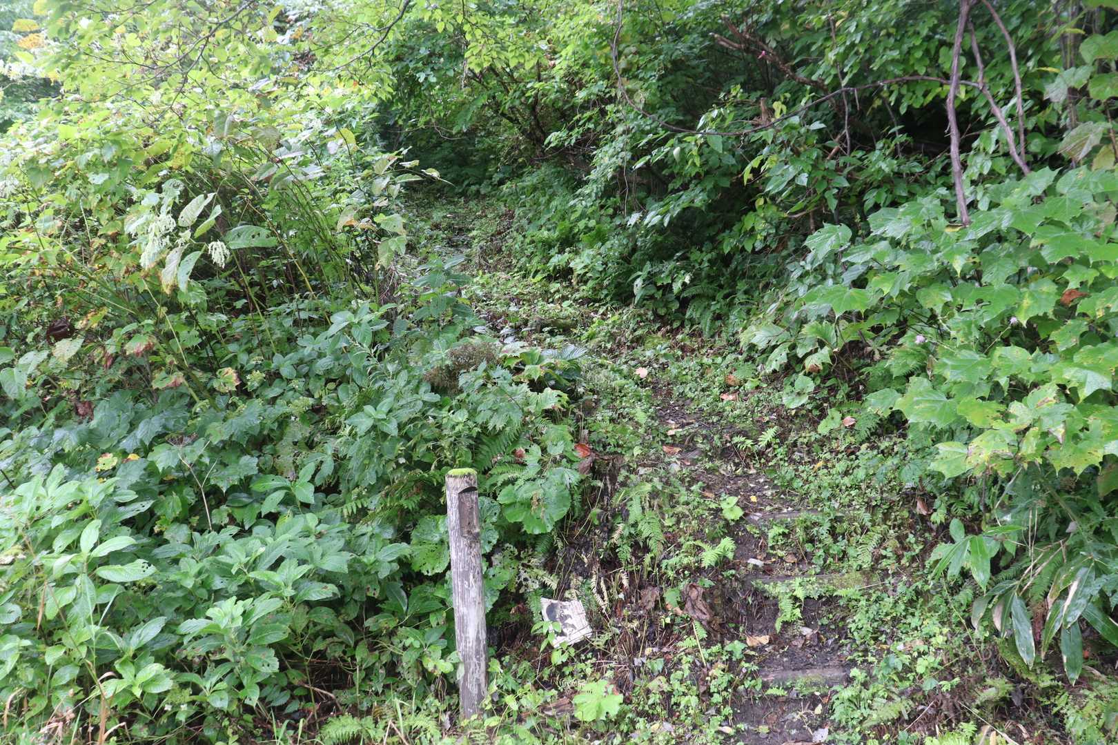 ここから本格的な登山道