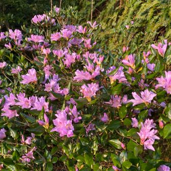 参道のノマツツジ