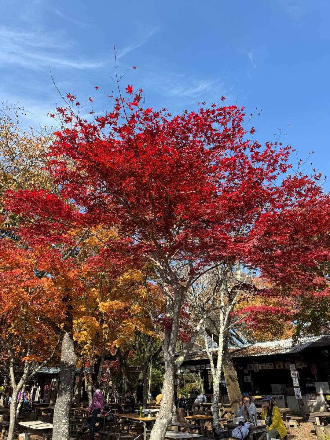 紅葉の高尾山 / ninachiさんの高尾山・陣馬山・景信山の活動データ | YAMAP / ヤマップ
