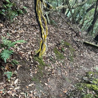 紀泉アルプス・飯盛山・ボンデン山 いきなり出てきたロープ❗️
頭の上にあって、過去1下りやすかったです。
頭の上、ええわ〜。安定して下りれる。