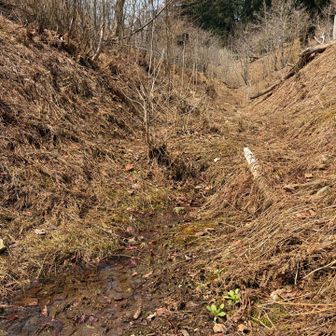 そして、賀茂川の最初の一滴
クリンソウの新芽が顔を出す