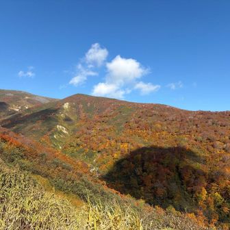 雲の影が入ってるけど紅葉🍁も太陽にあたってキラキラ🤩