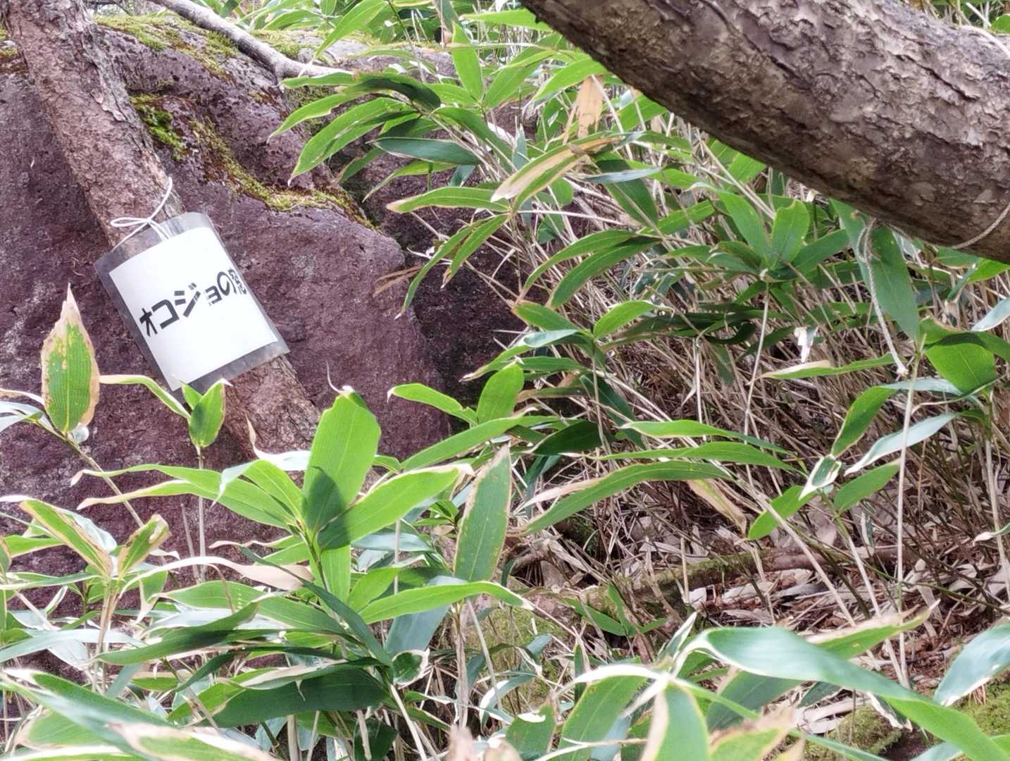 オコジョの窓