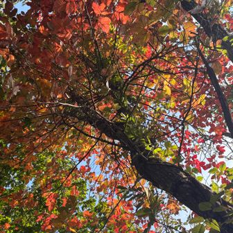 紅葉がきれい🍁