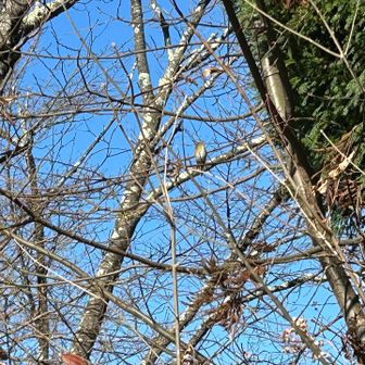 松生山で小休憩🍌　今シーズン初見の🐦ルリビタキ♀が遊びに来てくれました😙
スマホ撮影なので残念な写真ですが今日一嬉しい出来事🦆😄
近々🐦野鳥撮影レポもUP予定です🆙　とりあえずPR🐥