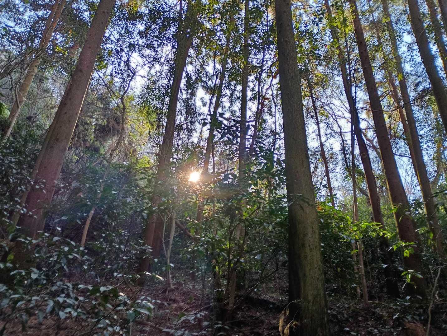 鞍手登山口-六ヶ岳 往復コースの写真
