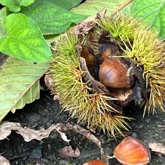 秋はすぐそこ