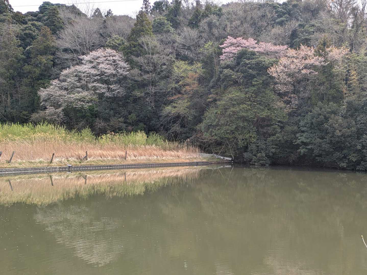 第一駐車場横の池の桜