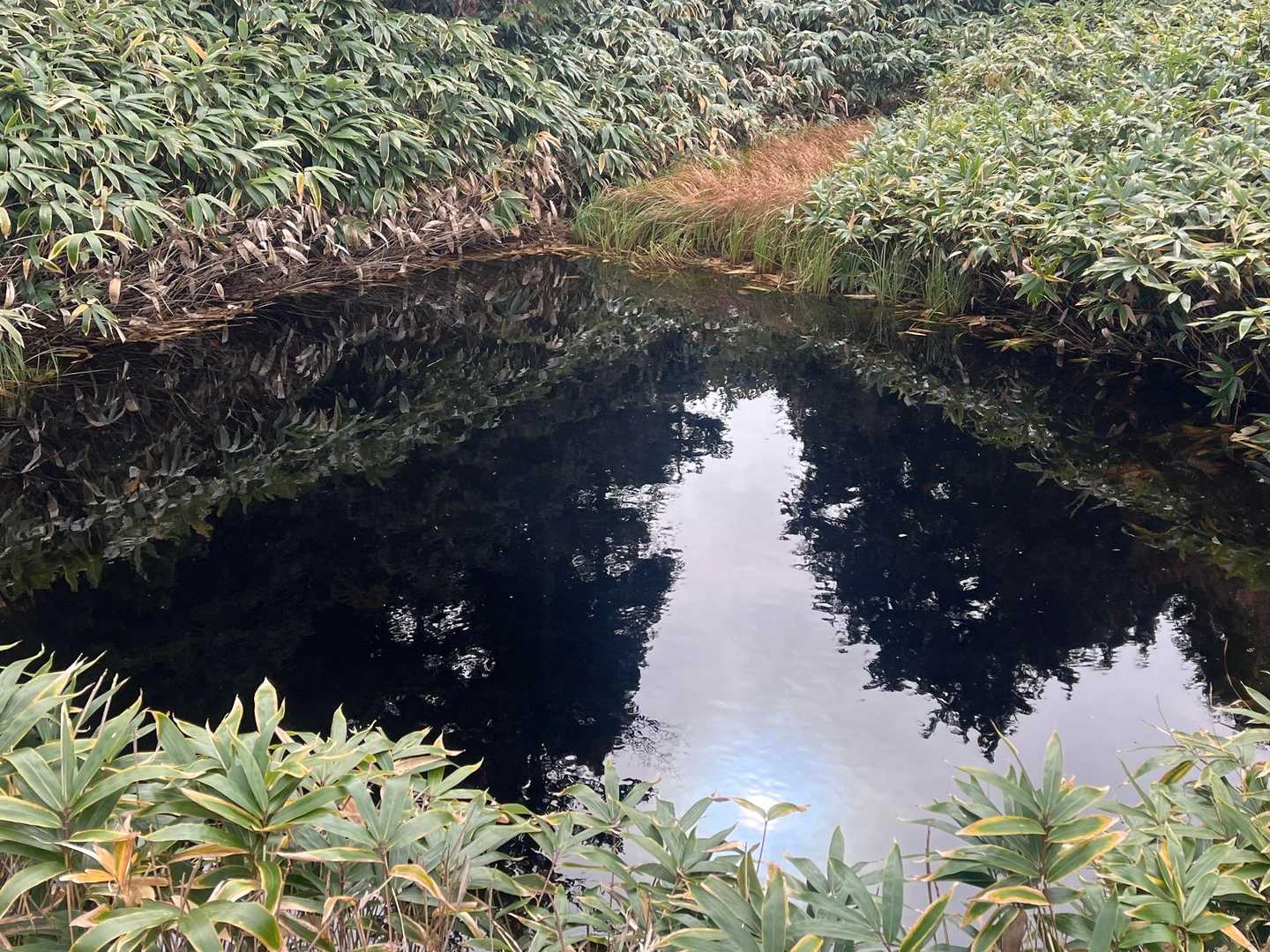 こんな所に、小さな池があったのも歩いて来ないとわからないままだったわ👍🎵
