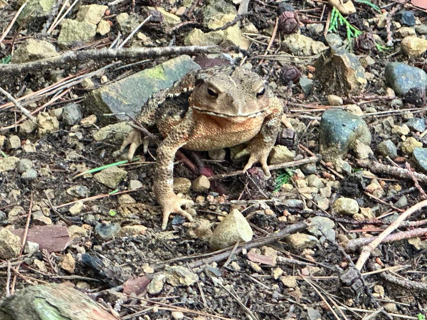 地面と同化してたガマさん🐸
かわゆい😻✨