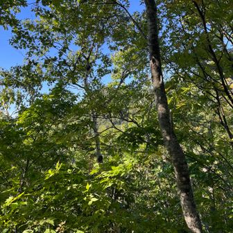 少し降りると、砥石山が見えーる