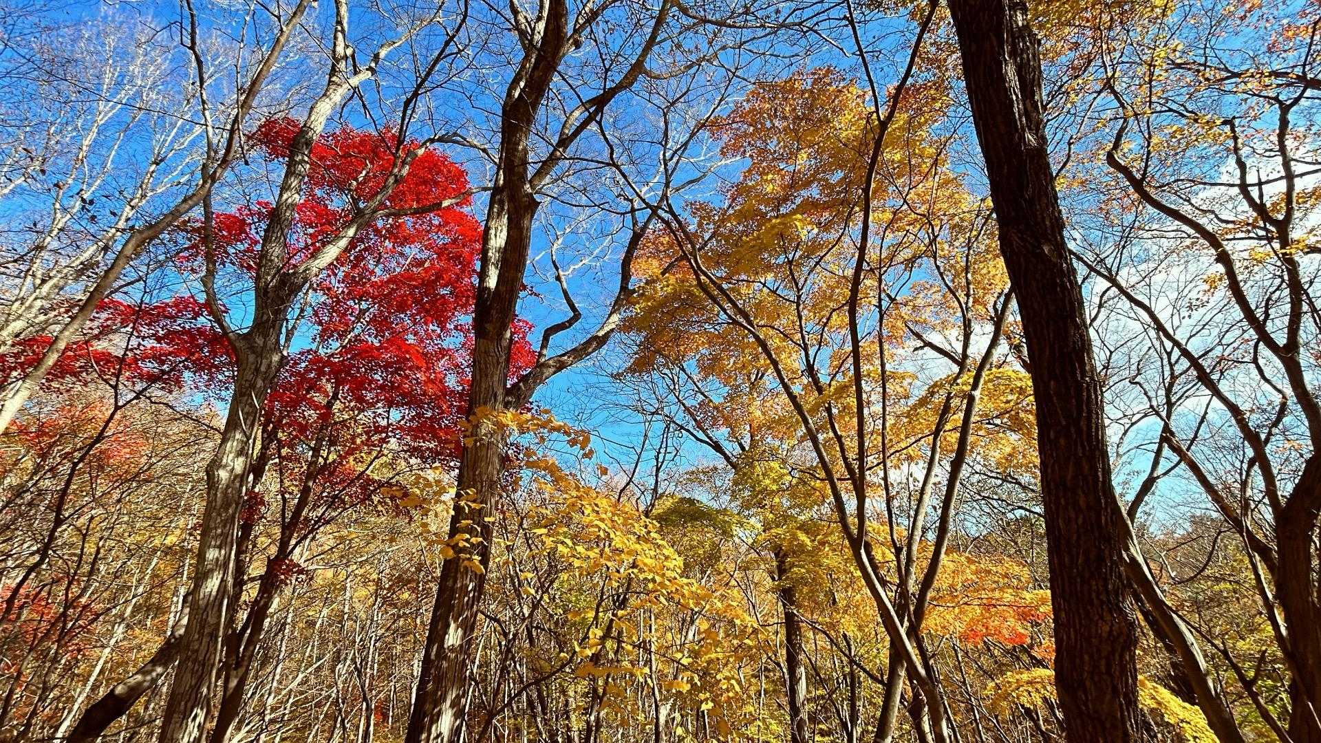 🍁いい感じ