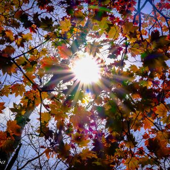 一部だけ紅葉が・・・