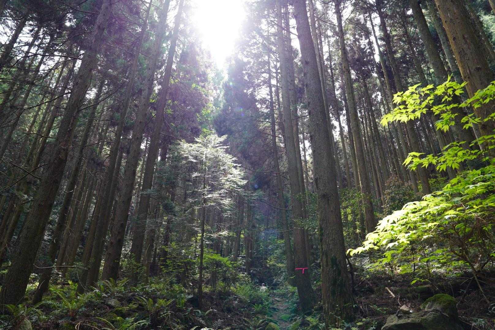 鷹取山周回コース | 耳納連山の東端から街と山並みを一望の写真