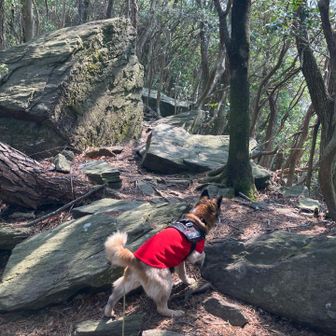 岩場もひょいひょい進みます。（人はビクビク）
