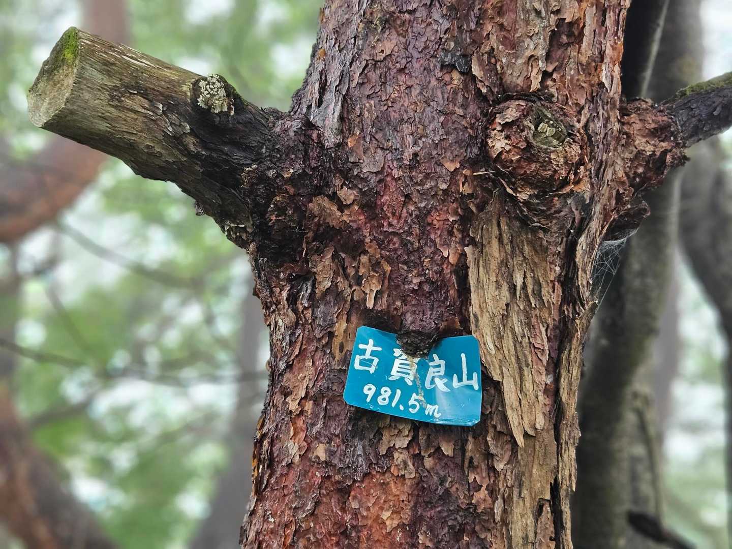 けっこうな急登を一気に山頂へ