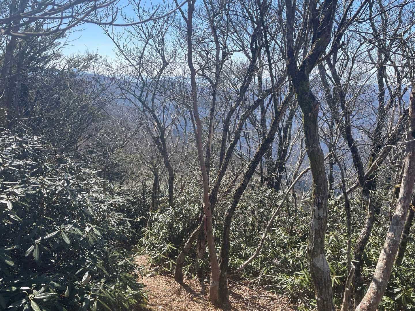 山頂近くはシャクナゲが今年花の準備を始めてました