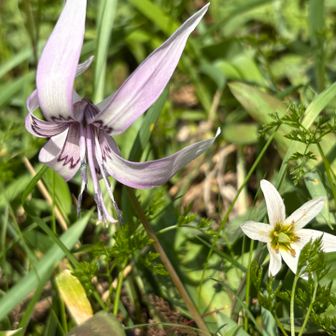 夫も感動している🌸
YAMAPのおかげで花好きに😄庭の花にはなぜか興味がない😂
