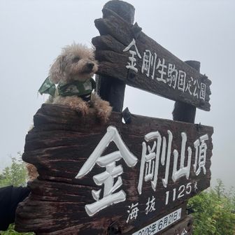 山頂は小雨まじりのあいにくの天気🌧️

ちょうど団体さんが「101回目のベロポーズ」の弾幕を持って、みなさん👅ベロを出して大撮影会📸

北中米ワールドカップ2026⚽️ 日本代表🇯🇵、2戦目快勝おめでとうございます🎉👏

そんな日に、皆さんの撮影の合間を縫って、左サイドから🐶ラボが金剛山50回目のゴールを無事に決めることができました⚽️🎉😆