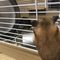 デグーサンド