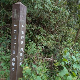 アゴニー坂を上り掬星台へ