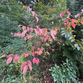 少しだけ紅葉
