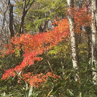 やっぱりお日様当たると輝きが増しますね。
皆さんお疲れ様でした。