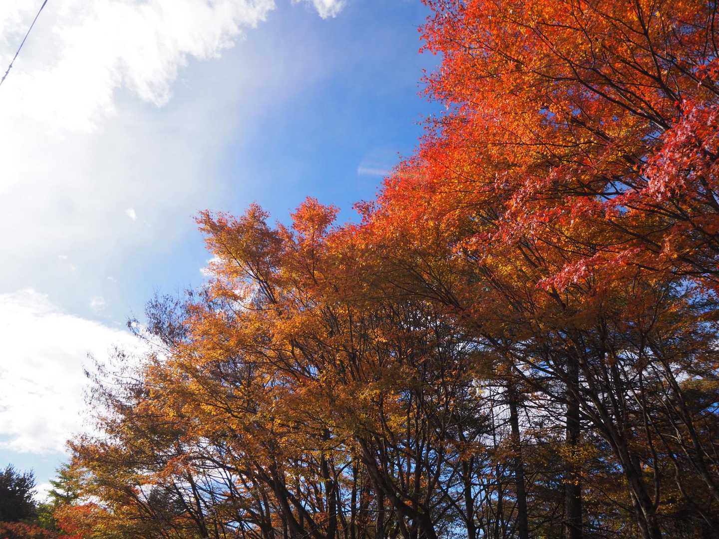 🍁