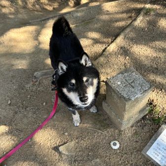 二等三角点
広場の端にありました。