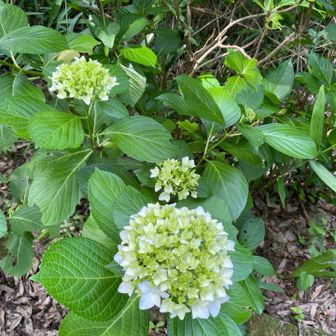 紫陽花はもう少し先でした