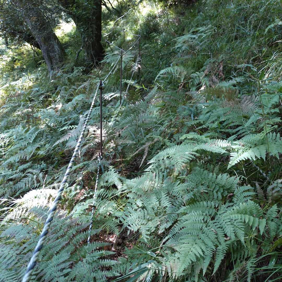 いやーん😨🌿