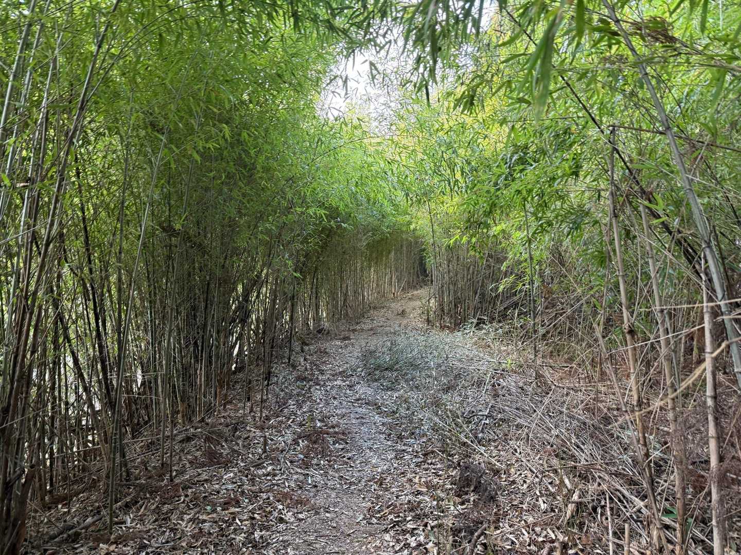 竹林を抜け