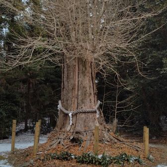 ご神木