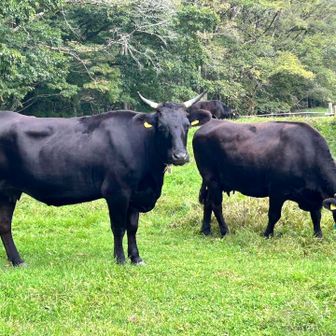 戸隠牧場。　カメラ目線🐂