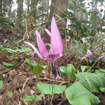 柘榴･ｻﾞｸﾛ