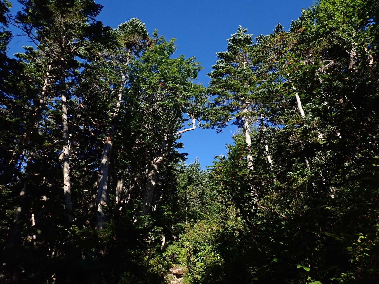 空木岳往復 | 長い樹林帯や峻険な岩場を越えて、巨岩・駒石が鎮座する白亜の稜線への写真