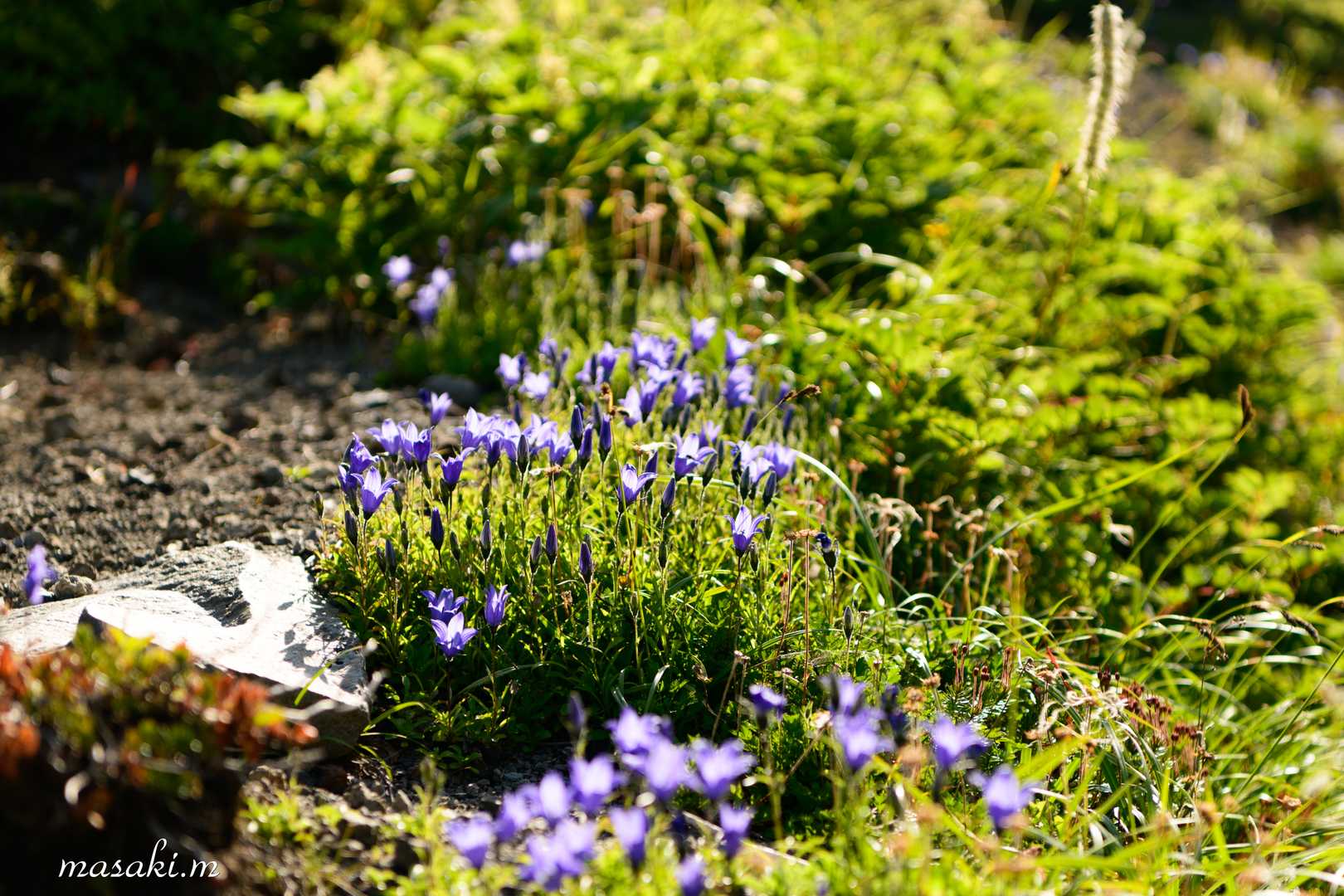お花🌼