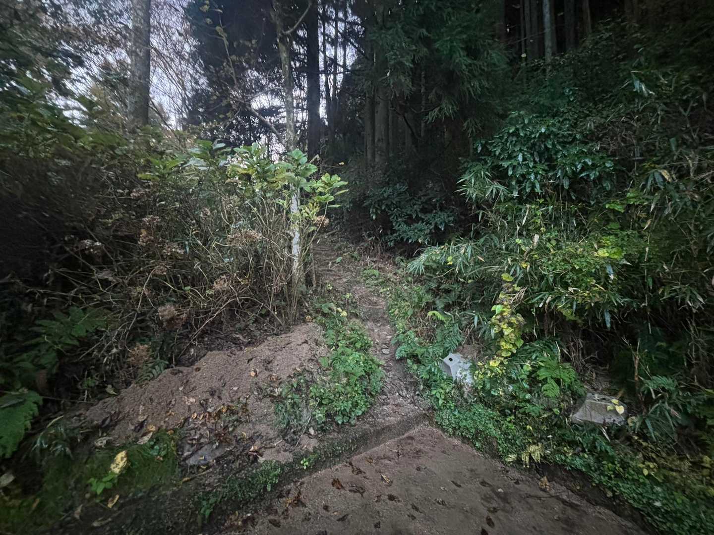 いつも太尾東で登る時に、最初の分岐でYAMAP登山道通りに真っ直ぐでなく左に行くのですが、帰りに真っ直ぐから降りてこれるかなと思った帰り道、なんか車一杯見えてきたけど？ここどこ？と少し焦ったら、、、水越🅿️に降りてくる道があるとは🫢