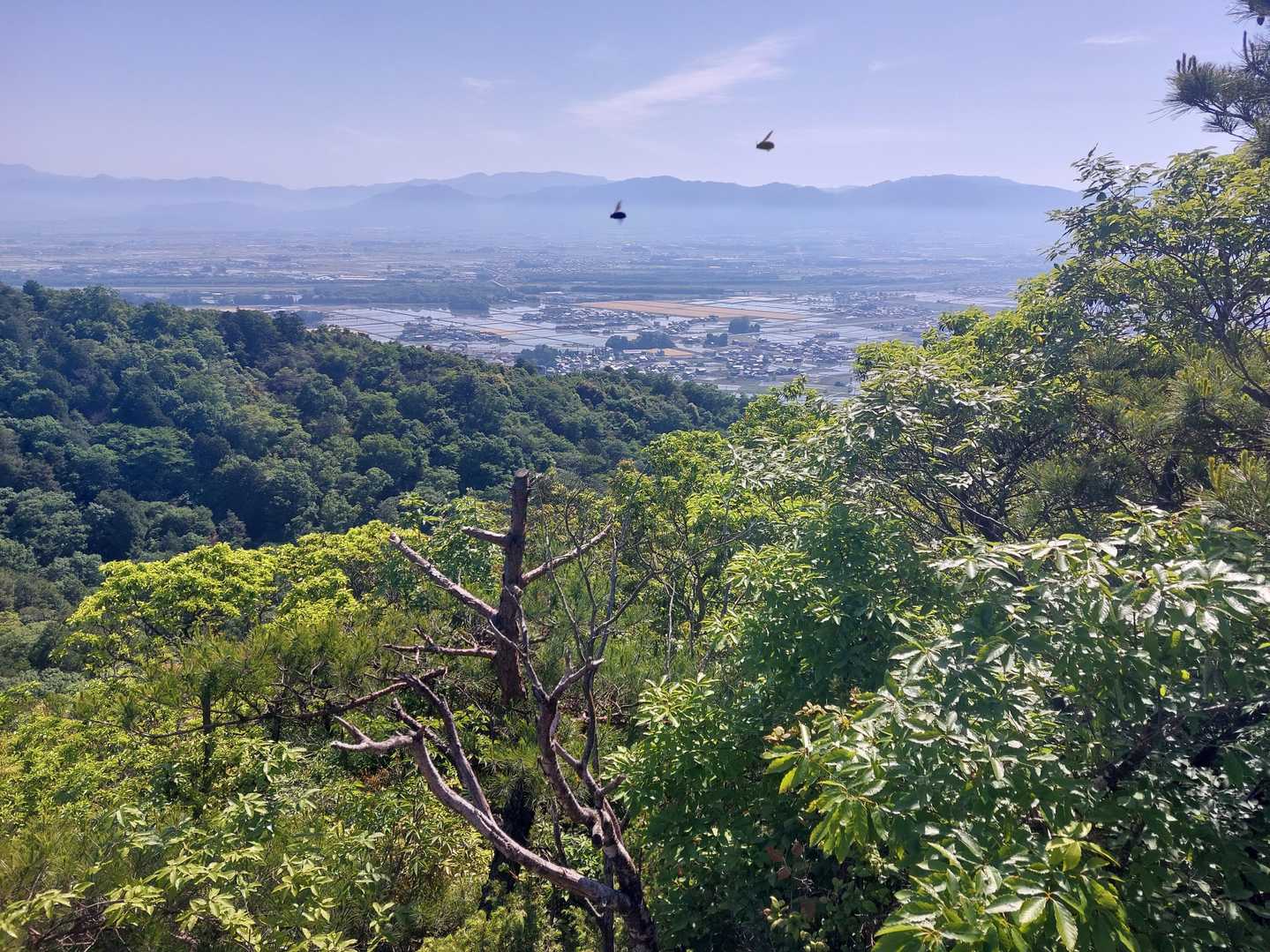 蜜蜂やハチもいたけど、丁度、写真の上部に2匹写ってる😖