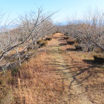細長く広い山頂
春には満開の桜並木だね🌸
賑わうのかな？😊