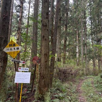 森へ入ります🌳