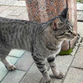 山頂にいた🐈