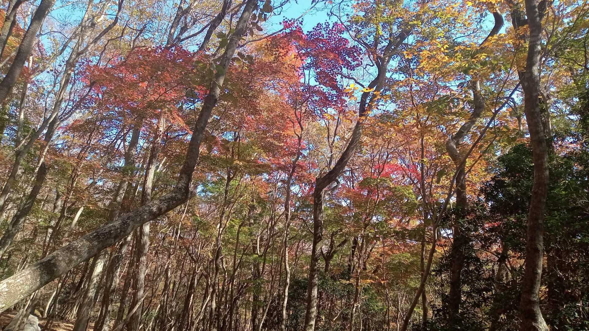 由布登山口バス停-正面登山口-由布岳 周回コースの写真