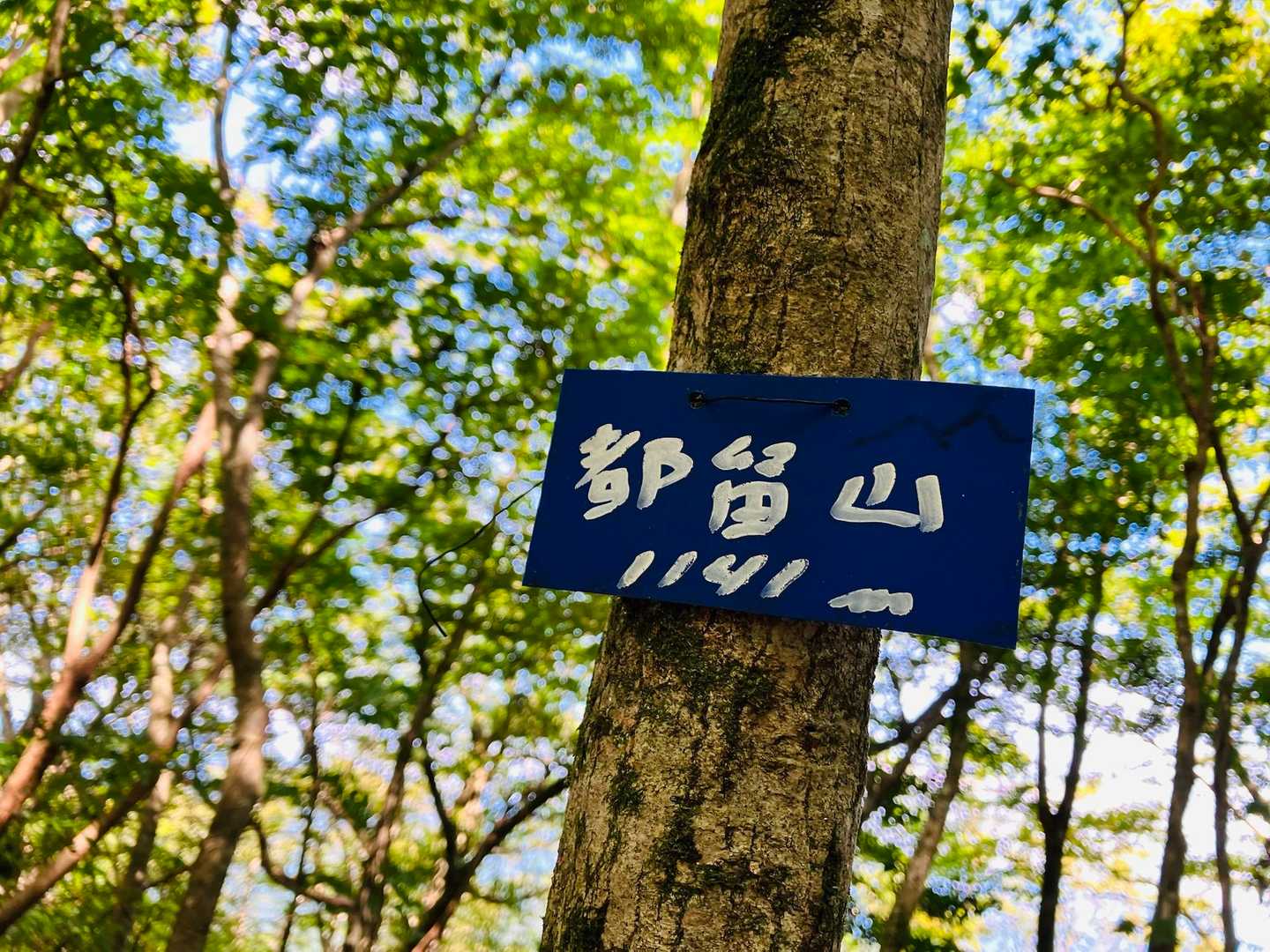 都留山に来ました
この山頂標識が思っていたより小さくて…
見逃して進んでました😗