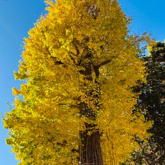 立派な大銀杏
ライトブルーとイエローって相性いい配色だよね