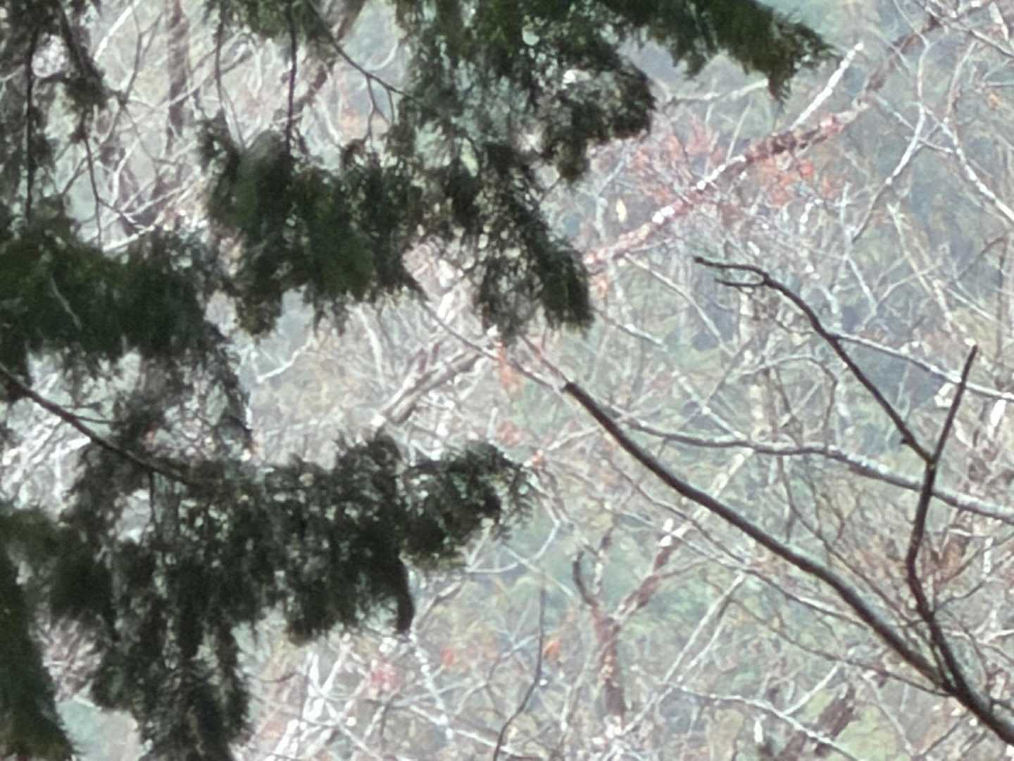 またまた花粉で霞んでます😶‍🌫️