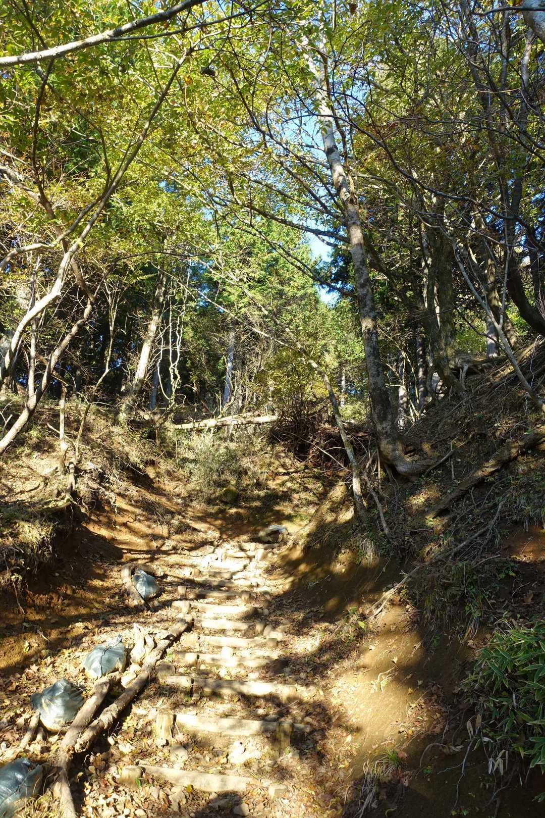 登山道はかなり整備され歩きやすい