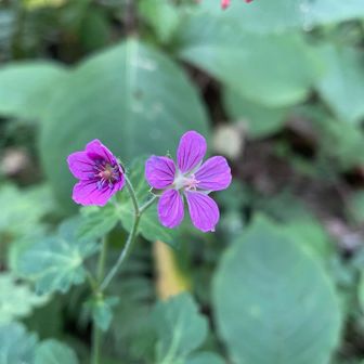 ゲンノショウコ