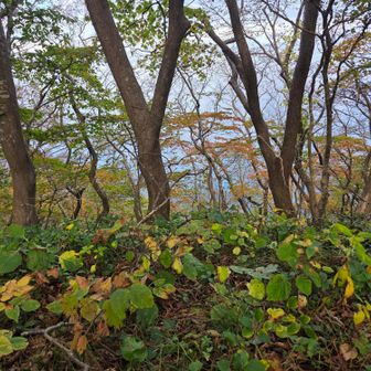紅葉の向こうに海が見えるんだけど写真では分かりにくいですね