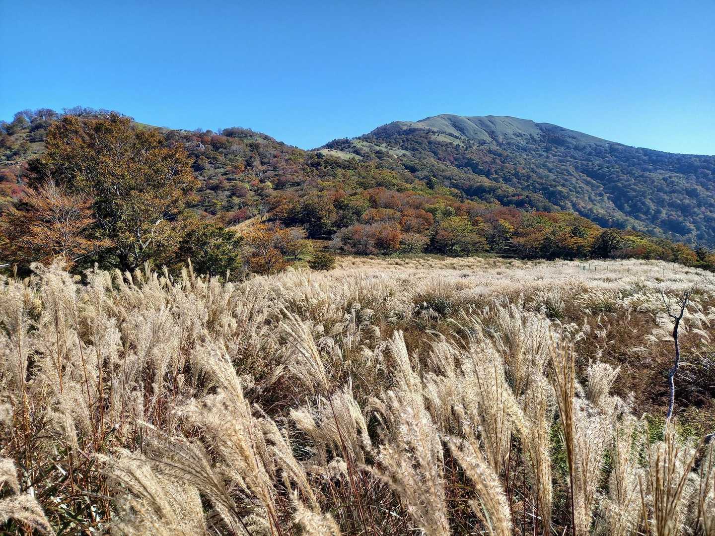 おぉ！すすきの草原😂